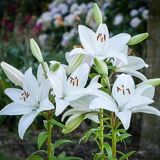 Asiatic Lily - Bright Diamond, Flowers Bulb - Caribbean garden seed