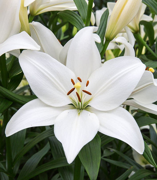 Asiatic Lily - Bright Diamond, Flowers Bulb - Caribbean garden seed