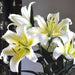 LILIUM ORIENTAL TRUMPET Lily,( BULBS) PERENNIAL - Caribbean garden seed