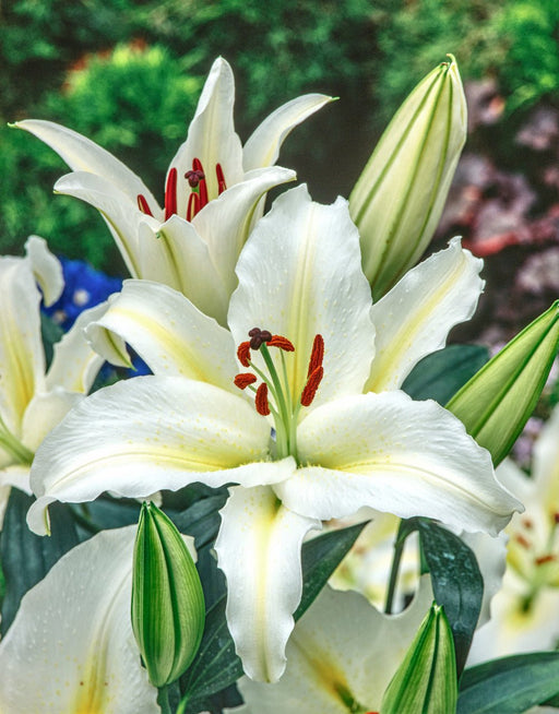 LILIUM ORIENTAL TRUMPET Lily,( BULBS) PERENNIAL - Caribbean garden seed