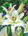 LILIUM ORIENTAL TRUMPET Lily,( BULBS) PERENNIAL - Caribbean garden seed
