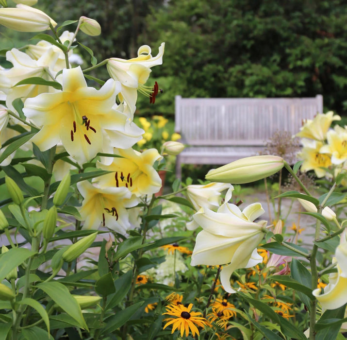 LILIUM ORIENTAL TRUMPET Lily,( BULBS) PERENNIAL - Caribbean garden seed