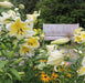 LILIUM ORIENTAL TRUMPET Lily,( BULBS) PERENNIAL - Caribbean garden seed