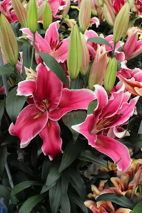 Lily Bulbs - Oriental, El Capitan - Caribbean garden seed