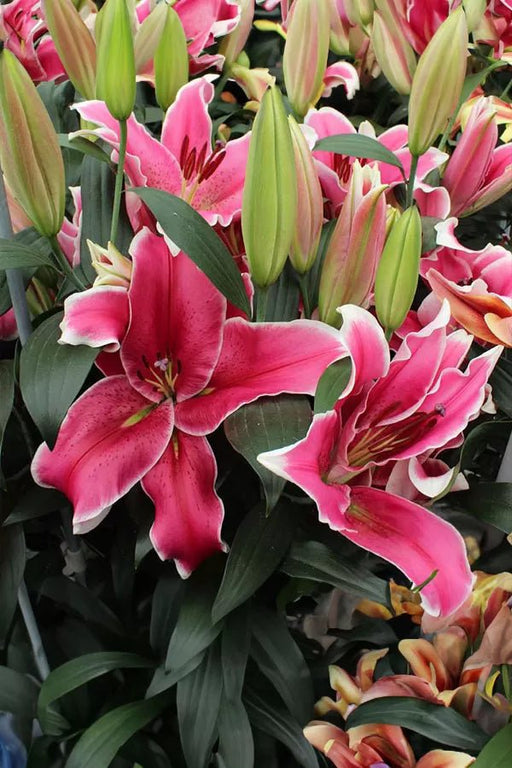 Lily Bulbs - Oriental, El Capitan - Caribbean garden seed