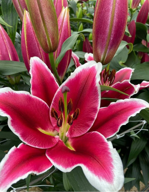 Lily Bulbs - Oriental, El Capitan - Caribbean garden seed