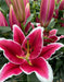 Lily Bulbs - Oriental, El Capitan - Caribbean garden seed