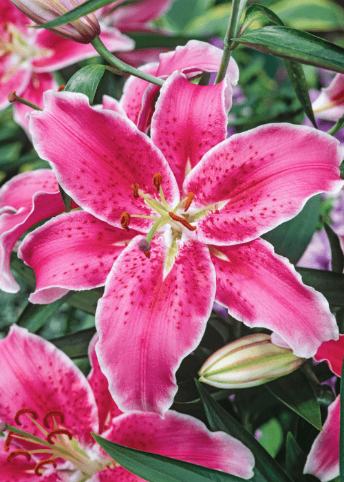 Lily Bulbs - Oriental, El Capitan - Caribbean garden seed