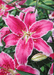 Lily Bulbs - Oriental, El Capitan - Caribbean garden seed