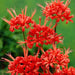 Nerine Lily ( Bulbs) Guernsey Lily - Caribbean garden seed