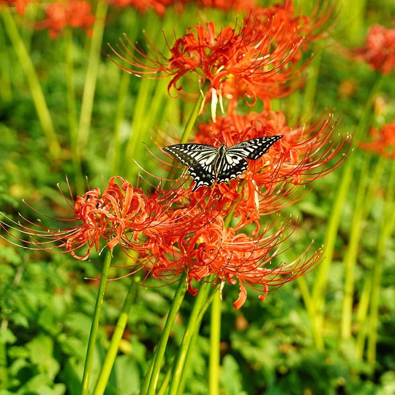 Nerine Lily ( Bulbs) Guernsey Lily - Caribbean garden seed