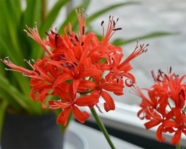 Nerine Lily ( Bulbs) Guernsey Lily - Caribbean garden seed
