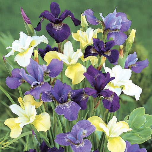 Iris - Siberian - BareRoots - Mixture - Caribbean garden seed