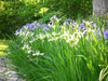 Iris - Siberian - BareRoots - Mixture - Caribbean garden seed