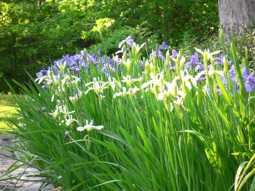 Iris - Siberian - BareRoots - Mixture - Caribbean garden seed