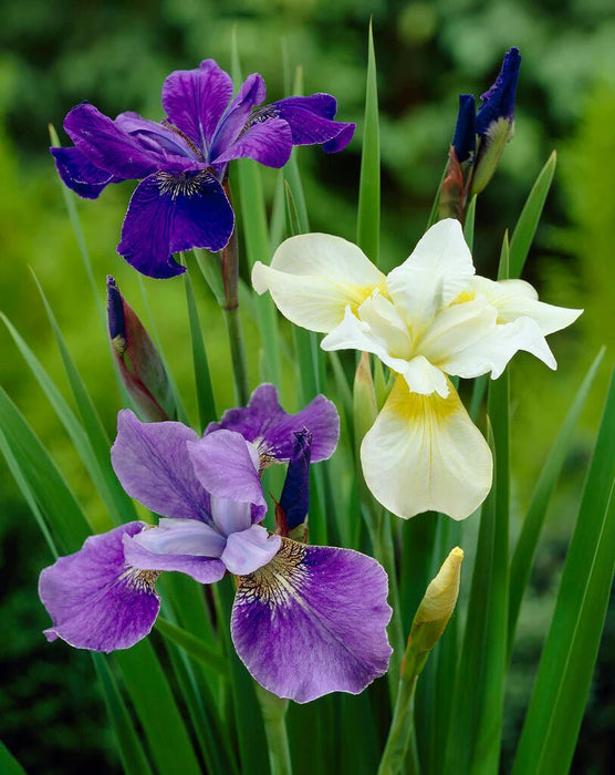 Iris - Siberian - BareRoots - Mixture - Caribbean garden seed