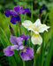 Iris - Siberian - BareRoots - Mixture - Caribbean garden seed