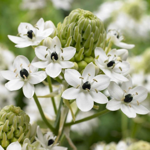 Star of Bethlehem - Ornithogalum arabicum - Caribbean garden seed