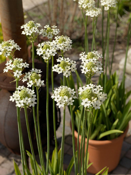 Star of Bethlehem - Ornithogalum arabicum - Caribbean garden seed