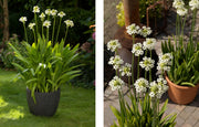 Star of Bethlehem - Ornithogalum arabicum - Caribbean garden seed