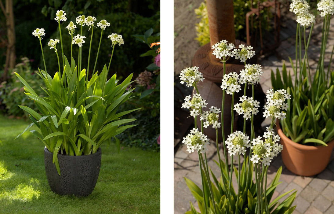 Star of Bethlehem - Ornithogalum arabicum - Caribbean garden seed