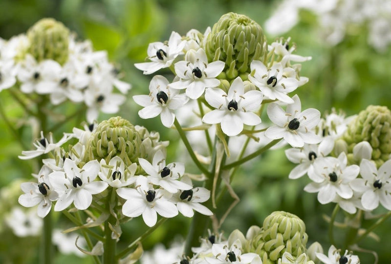 Star of Bethlehem - Ornithogalum arabicum - Caribbean garden seed