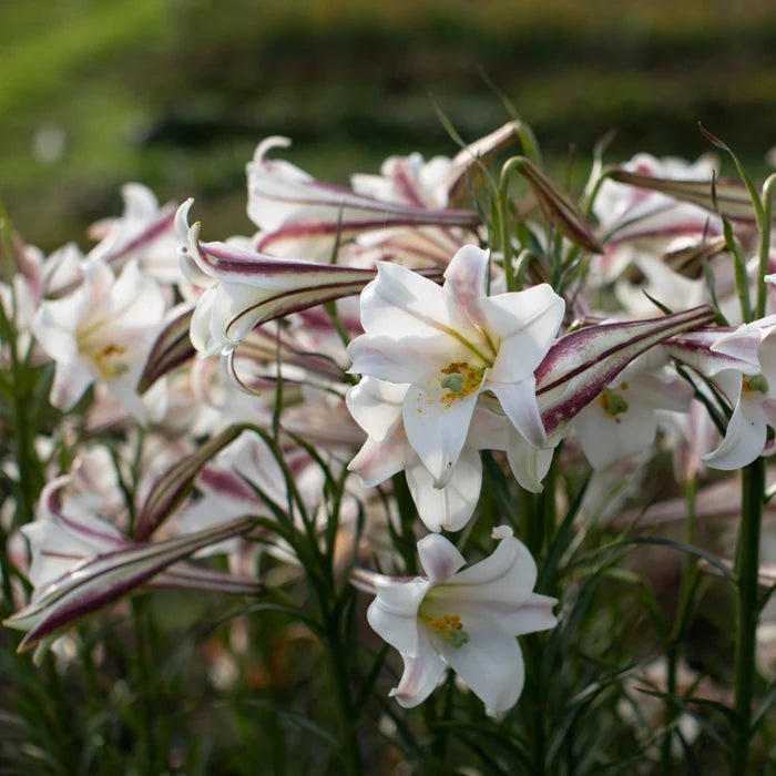 Lily Seeds (10 Seeds) Dwarf  Formosa Lily - Caribbean garden seed