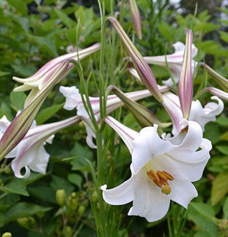 Lily Seeds (10 Seeds) Dwarf  Formosa Lily - Caribbean garden seed