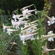Lily Seeds (10 Seeds) Dwarf  Formosa Lily - Caribbean garden seed
