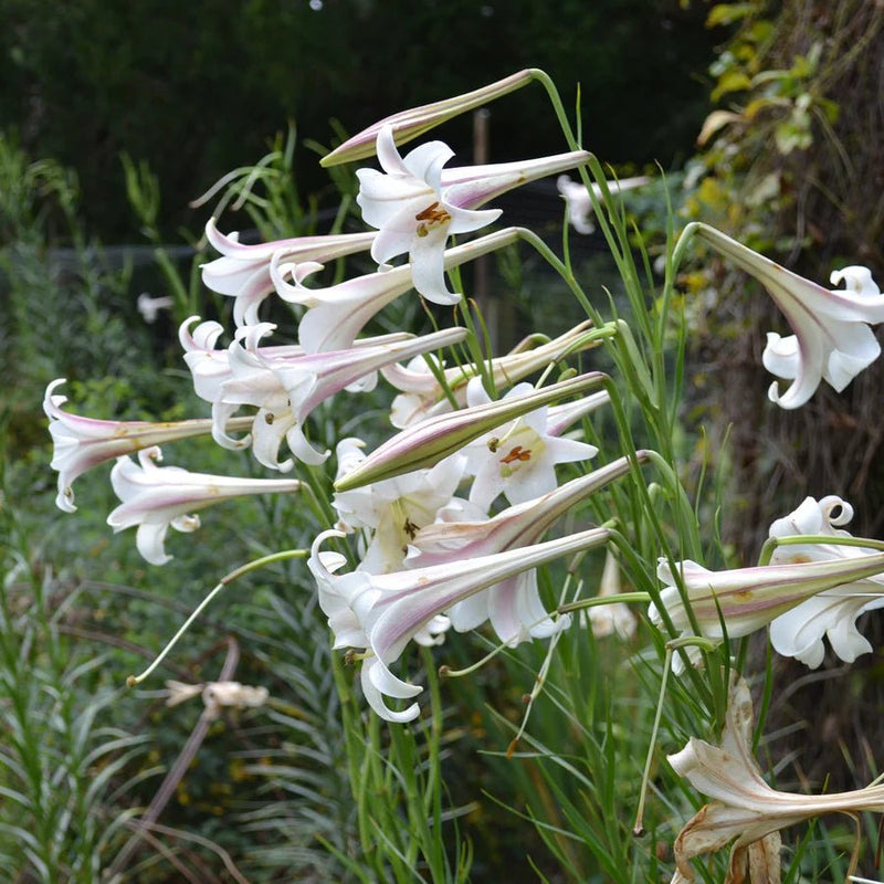 Lily Seeds (10 Seeds) Dwarf  Formosa Lily - Caribbean garden seed