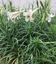 Lily Seeds (10 Seeds) Dwarf  Formosa Lily - Caribbean garden seed