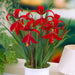 Aztec Lily - Sprekelia Bulbs - Caribbean garden seed