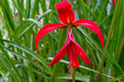 Aztec Lily - Sprekelia Bulbs - Caribbean garden seed