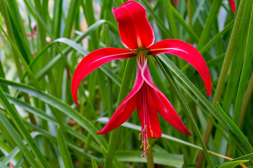 Aztec Lily - Sprekelia Bulbs - Caribbean garden seed