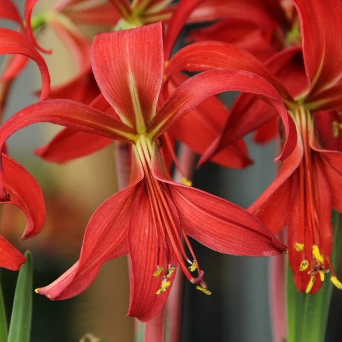 Aztec Lily - Sprekelia Bulbs - Caribbean garden seed