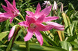 Crinum Lily ( BULBS) FRAGRANT - Caribbean garden seed