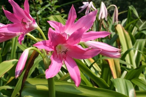 Crinum Lily ( BULBS) FRAGRANT - Caribbean garden seed