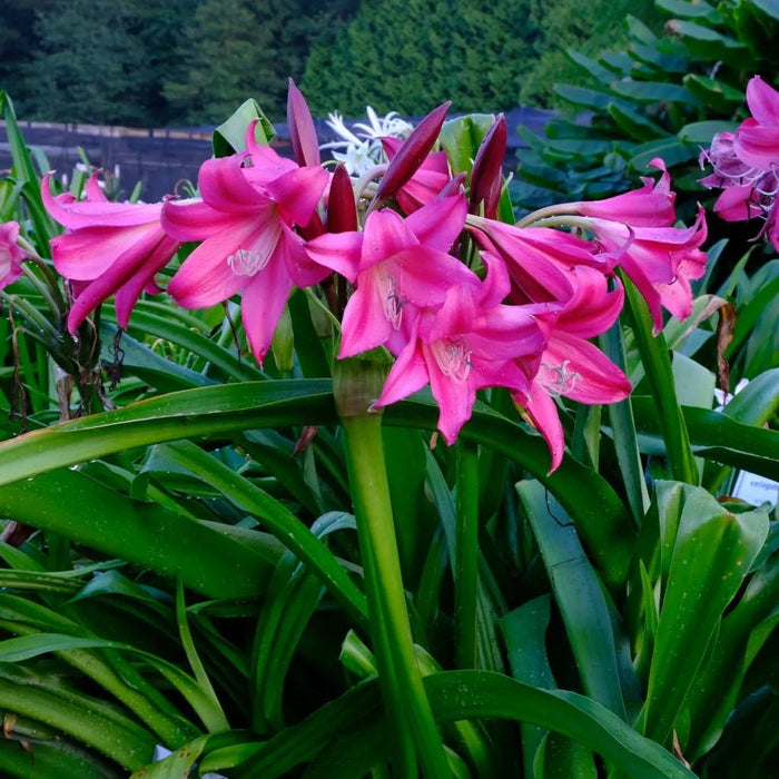Crinum Lily ( BULBS) FRAGRANT - Caribbean garden seed