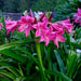 Crinum Lily ( BULBS) FRAGRANT - Caribbean garden seed