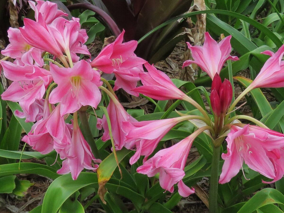 Crinum Lily ( BULBS) FRAGRANT - Caribbean garden seed