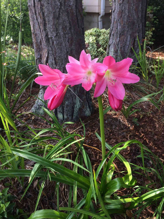 Crinum Lily ( BULBS) FRAGRANT - Caribbean garden seed
