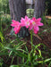 Crinum Lily ( BULBS) FRAGRANT - Caribbean garden seed
