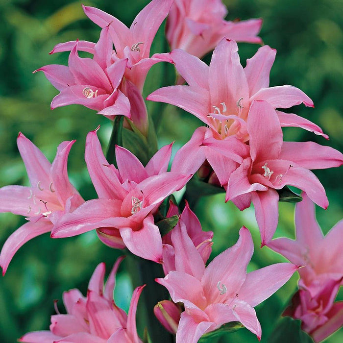 Crinum Lily ( BULBS) FRAGRANT - Caribbean garden seed
