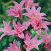 Crinum Lily ( BULBS) FRAGRANT - Caribbean garden seed