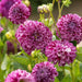 Dahlia Tuber - Marble Ball - Caribbean garden seed