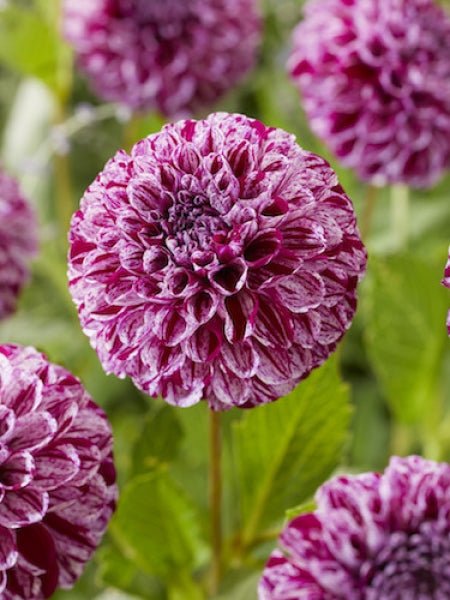 Dahlia Tuber - Marble Ball - Caribbean garden seed