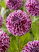 Dahlia Tuber - Marble Ball - Caribbean garden seed