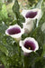 calla lily da vinci (1 bulb ) Houseplant - Caribbean garden seed