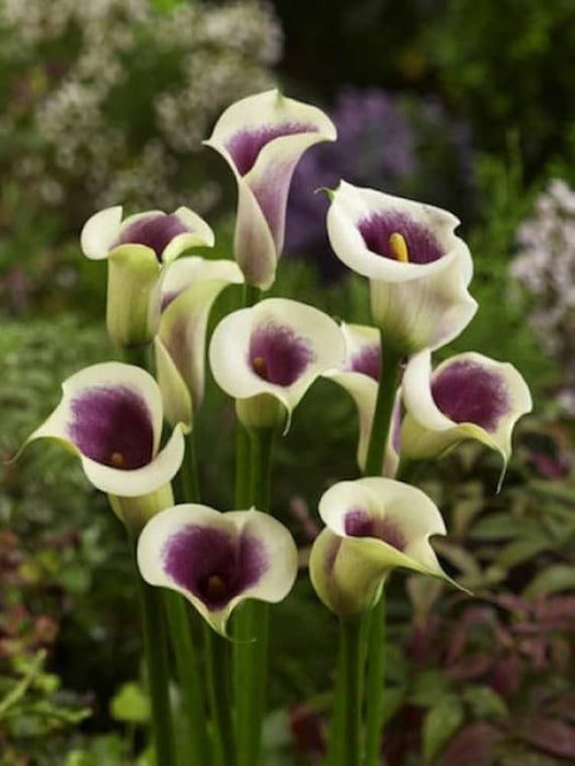 calla lily da vinci (1 bulb ) Houseplant - Caribbean garden seed