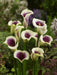 calla lily da vinci (1 bulb ) Houseplant - Caribbean garden seed